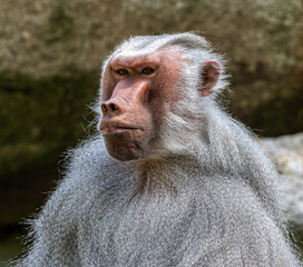 The hamadryas baboon, Papio hamadryas is a species of baboon