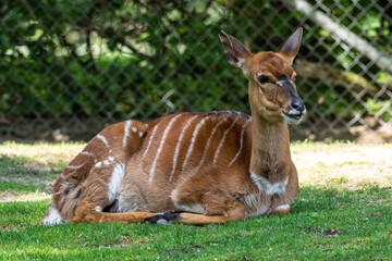Nyala Antelope - Tragelaphus angasii. Wild life animal.