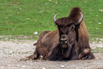 Fototapeta premium American buffalo known as bison, Bos bison in the zoo