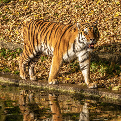 The Siberian tiger,Panthera tigris altaica in the zoo