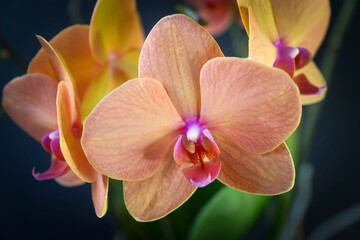 Vanda or Vandas orchid flowers with Hybrid colors of yellow ,red and pink