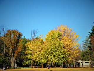 イチョウの公園