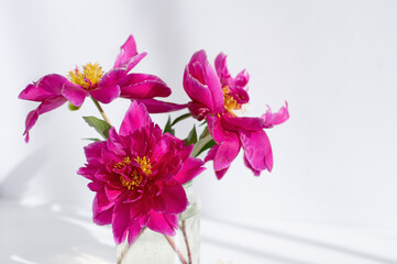 Three pink peonies in a glass jar against the background of a white wall.