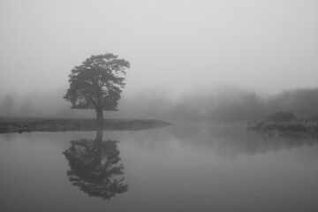 lone tree reflected in water in the fog