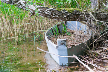 An old ruined, abandoned boat on the shore of a lake in reeds