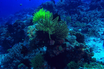 underwater world / blue sea wilderness, world ocean, amazing underwater