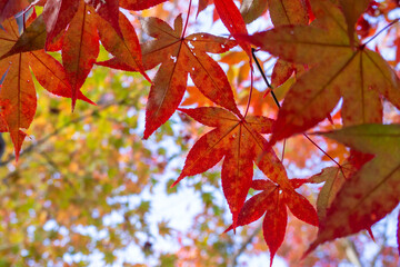 紅葉した楓の葉のクローズアップ