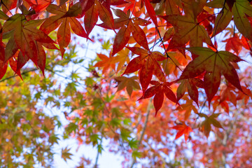 紅葉した楓の葉のクローズアップ