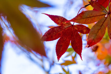 紅葉した楓の葉のクローズアップ