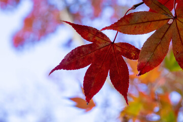 紅葉した楓の葉のクローズアップ