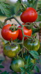 Ripe tomatoes in the farmer's garden. Organic farming. Closeup