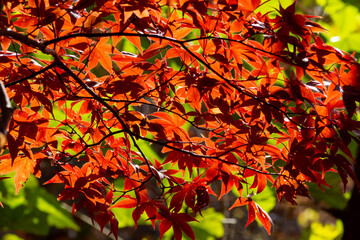秋に美しく紅葉した楓の葉