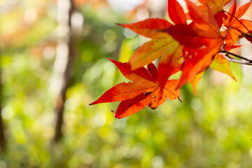 紅葉した楓の葉のクローズアップ