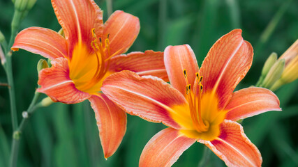 Orange daylily on a background of green grass. Close up, macro