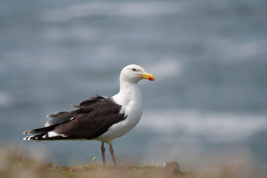 Great black-backed Gull (Larus marinus) adult in summer plumage on rock - Pembrokeshire, UK, May 2007