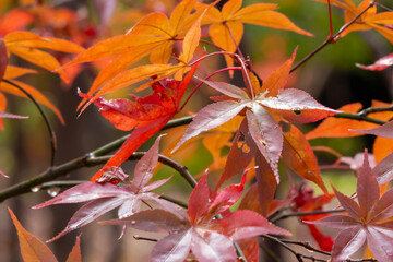 紅葉した楓の葉のクローズアップ