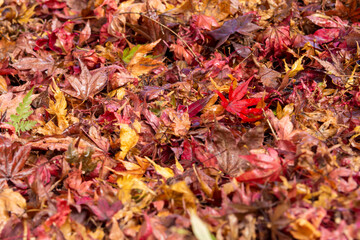地面を埋め尽くす雨に濡れた紅葉した楓の葉