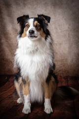 Portrait of a Tricolor Australian Shepherd Dog