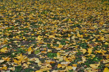 落ち葉　イチョウ