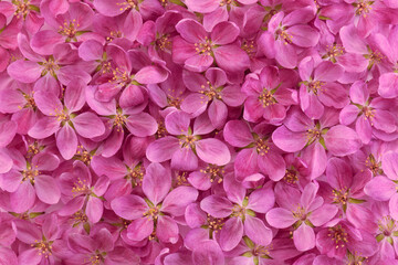 Pink flowers of paradise apples close up, background or texture.
