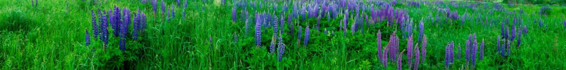 Bouquet of lupine summer flower background. Lupine fields with pink, purple and blue flowers. Beautiful wildlife, sunny summer. Panorama of blue flowers