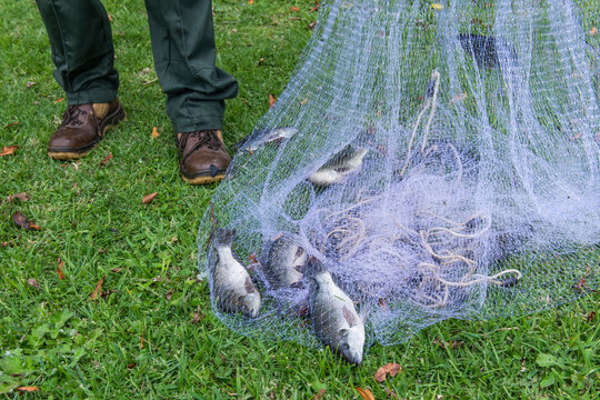 Mozambique Tilapia caught by subsistence fishers
