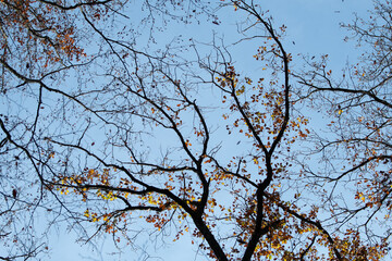 Feuilles qui tombent 4