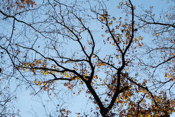 Feuilles qui tombent 3