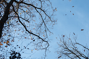 Feuilles qui tombent 2