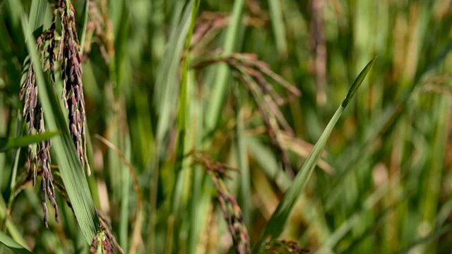 Riceberry rice in organic fields from Thailand.
