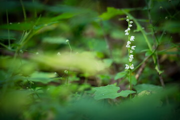 Goodyera repens. Orchid. Nature of the Czech Republic. Wild nature. Plant in the forest. Beautiful picture. Nature photography.