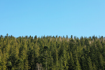 Beautiful spruce forest against blue sky, space for text