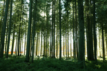 Amazing spruce forest in beautiful sunny weather