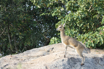 Klippspringer / Klipspringer / Oreotragus oreotragus