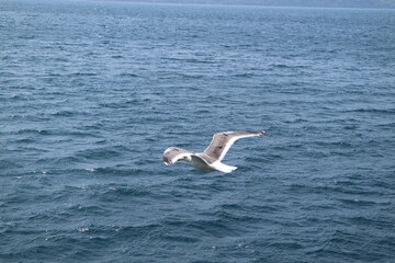 Fototapeta na wymiar seagull flying over the sea