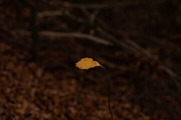 La feuille d'automne isolée