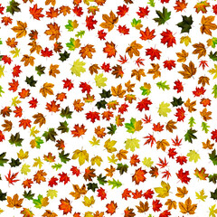 Seamless texture. Colorful maple foliage. Season leaves fall background. Autumn yellow red, orange leaf isolated on white.