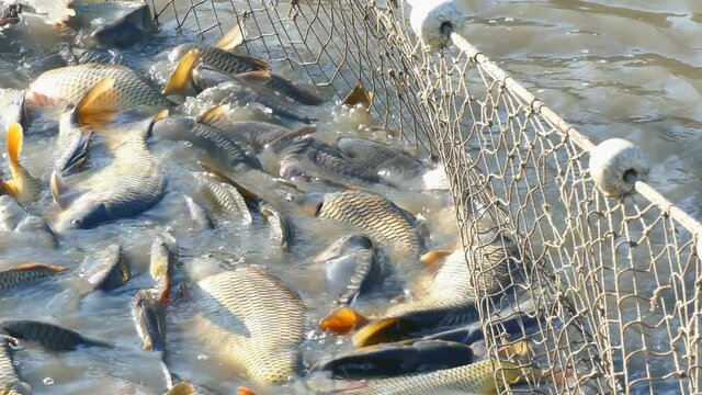 Freshwater fish in a breeding pond, various species of freshwater fish, mostly carp, pike, perch, catfish, grass carp, silver carp. Fish caught in a fishing net
