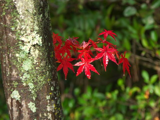 Kyoto,Japan-November 20, 2020: Closeup of wet red autumn leaves in the rai
