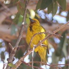 Der Brillenweber (Ploceus ocularis) ist in Wäldern, Waldrändern und Gärten Zentral-, Ost- und Südostafrikas weit verbreitet. Hier Südafrika.