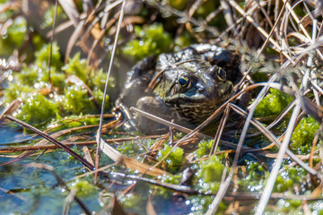Frosch im Moor an einem Frühlingstag.