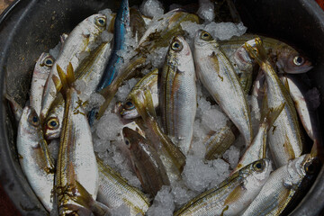 Freshly caught fish in the sea.