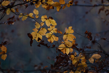 Feuilles d'automne 3