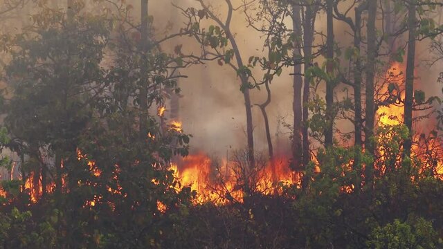 Forest fire disaster is burning caused by human