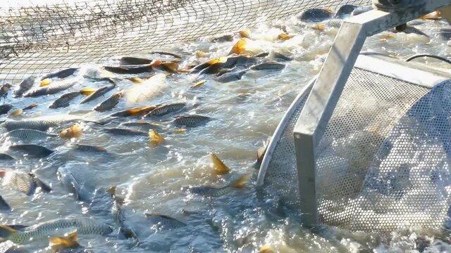 Fishermen catch a freshwater fish from the breeding fish pond with agricultural machinery and prepare for sort and sale. Various species of freshwater fish, mostly carp, pike, perch, grass carp