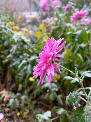 Pink flower covered with snow. Chrysanthemum flower frozen in the garden, close-up.