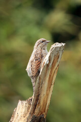 The Eurasian wryneck (Jynx torquilla) sitting on the dry trunk with green background.