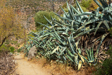 Thickets of huge plant of Agave in Rif mountains, Morocco