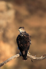 The Bonelli's eagle (Aquila fasciata) sitting on the branch. Big eagle sitting on a branch with a light background of sandstone rocks.
