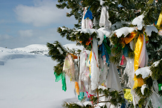 Khatas and Lungta-style prayer flags tied to cedar tree. Ergaki mountain range, Western Sayan Mountains in southern Siberia, Russia